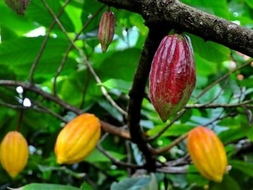 cacaoyer